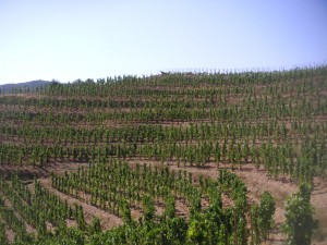 priorat8