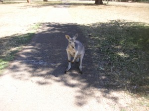 kangaroo