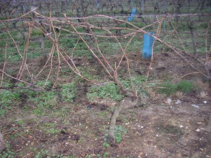 Gaillac vigne