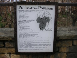 Poulsard