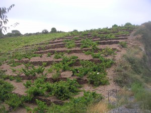 Banyuls