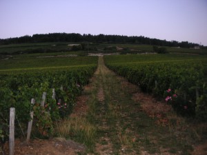 Clos de Tart2