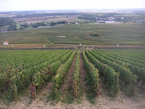 Corton