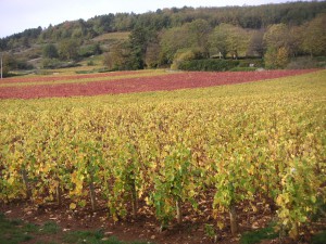 Chassagne 1er Chassagne du Clos St-Jean